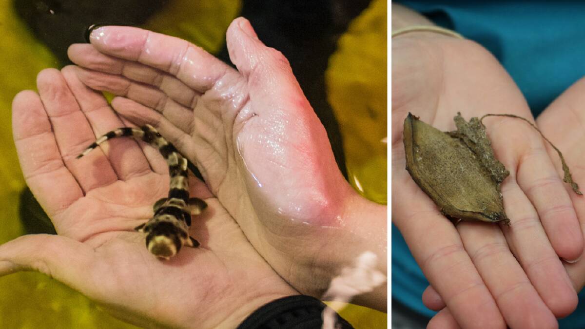 Left is an epaulette shark, the species of which lays eggs that are small leather-like capsules, pictured right. The CSIRO is calling on citizen scientists to find and record egg cases washing up on Australian coasts.