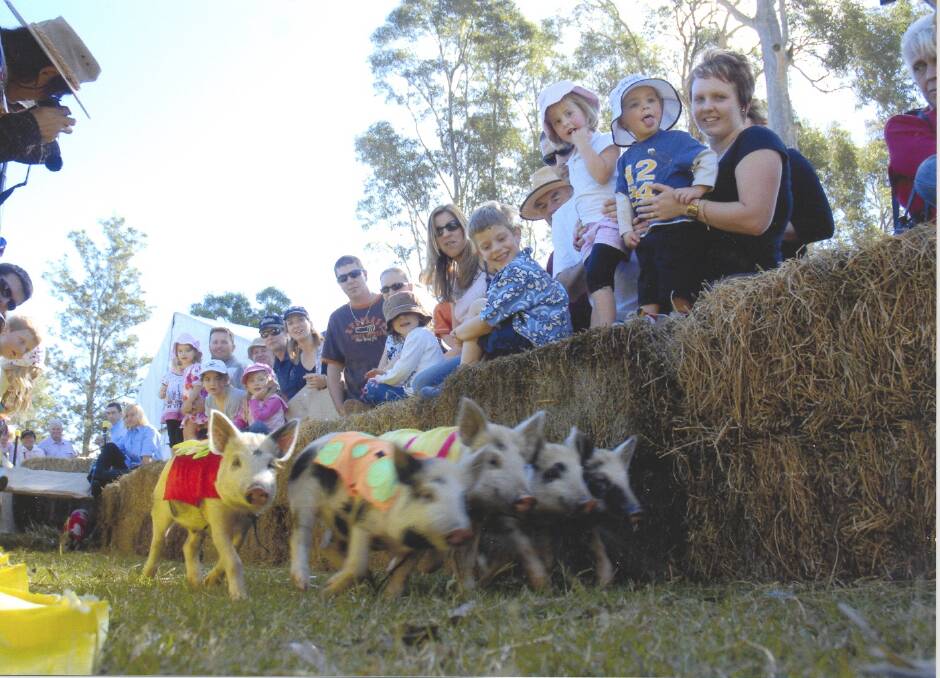 GRAB TICKETS NOW: Piglet racing will keep everyone entertained at Tocal Field Days which returns from Friday to Sunday.
