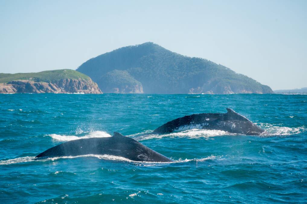 EYE ON HORIZON: Port Stephens cruise operators will begin offering limited whale watching tours during the annual migration season. Picture: Bonita Holmes-Nuu