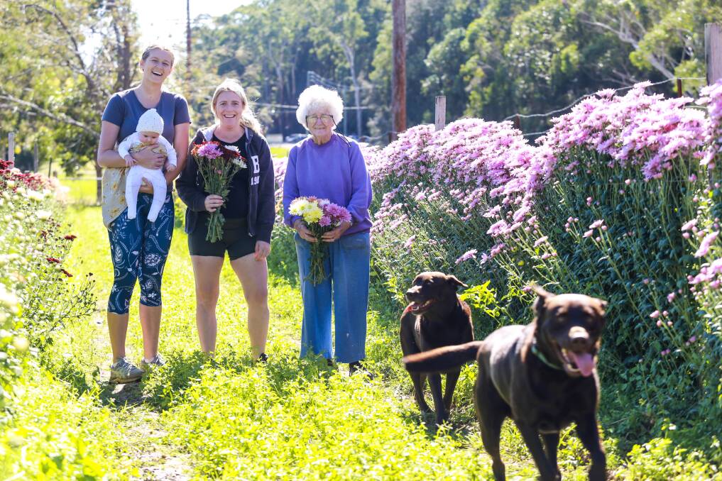 Preparation for Mother's Day is already underway at the Little Tin Shed. The Harris family have begun bunching the huge variety of chrysanthemums it has grown on the Medowie farm ready for Sunday, May 9. Pictures: Ellie-Marie Watts