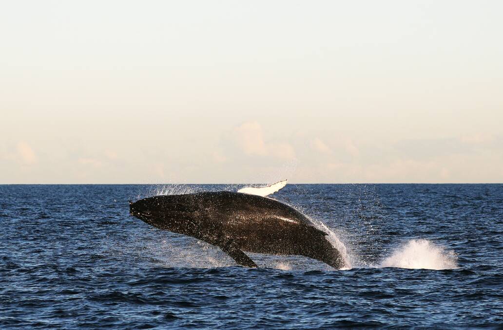 Join Jeannie Lawson on Fingal Bay on July 9 and Boat Harbour on July 16 to learn all about whales. Picture: Peter Lorimer 