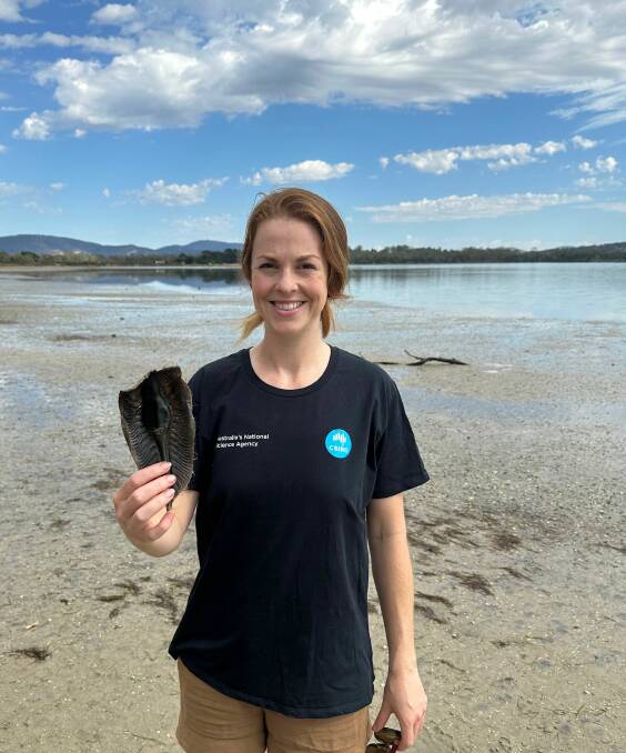 CSIRO, Australias national science agency, is calling on citizen scientists to find and record egg cases washing up on Australian coasts, so researchers can better-understand egg-laying sharks, skates and chimaeras. Pictures supplied