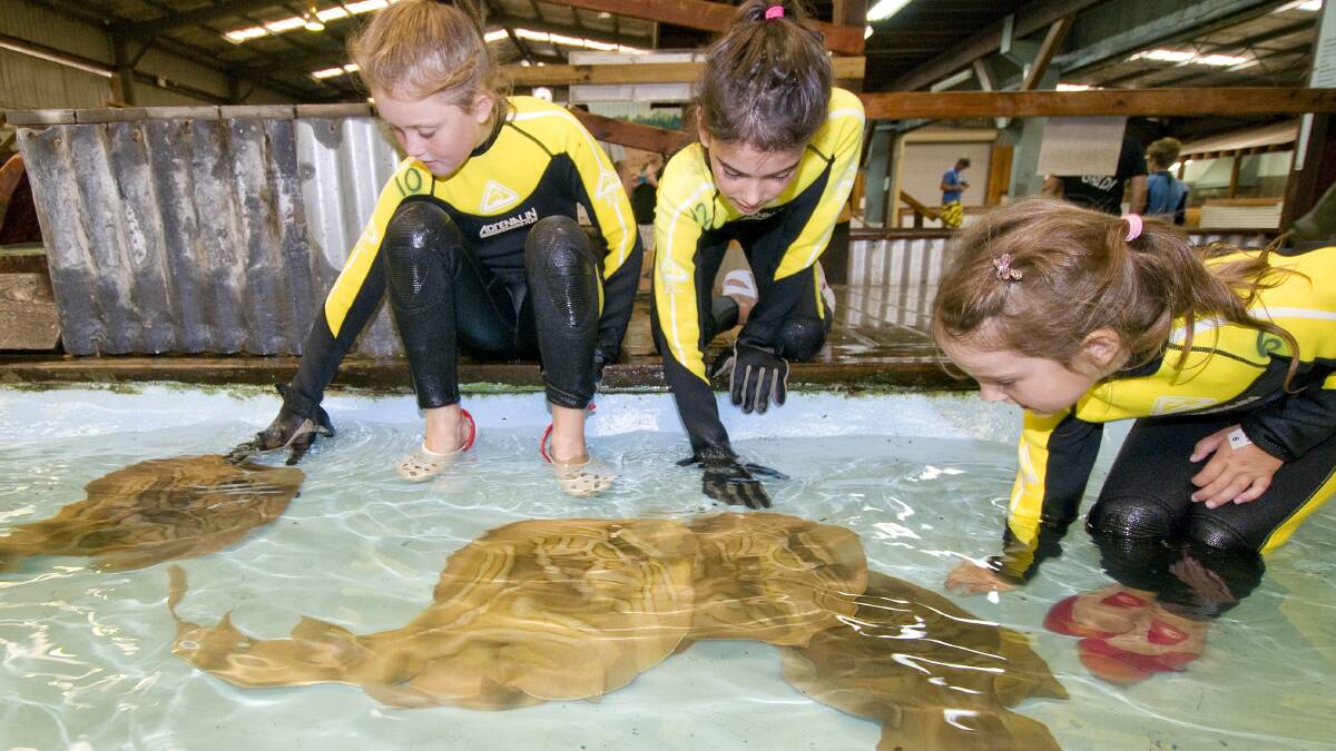 Children patting rays at the old Australian Shark and Ray Centre in Bobs Farm, which has been reopened as the Shark and Ray Rescue Centre.