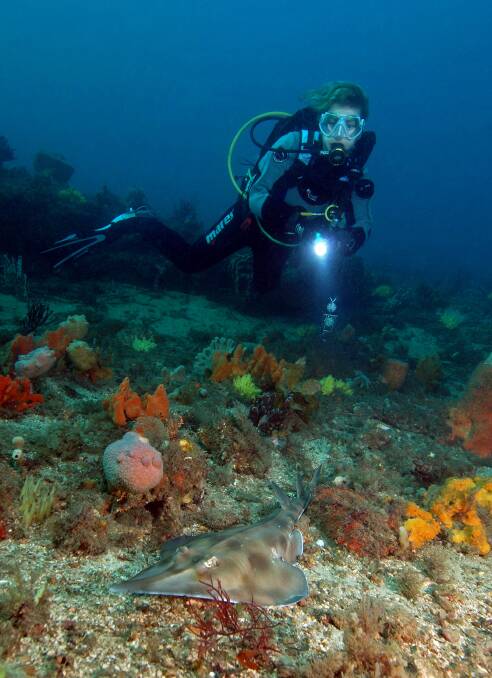 The Port's marine life makes the area a very popular destination for scuba divers. Pictures: Dr David Harasti