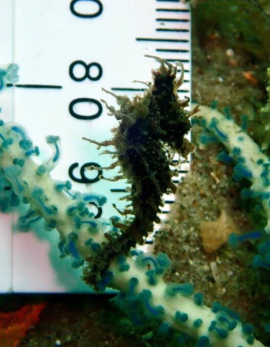 The beauty in small things found in the sea around Nelson Bay. Pictures: Chris Westley