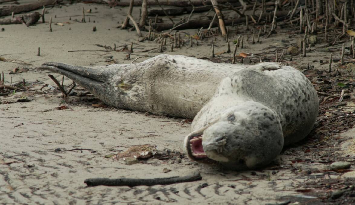 A leopard seal, which was spotted at a secluded Soldiers Point beach on Monday, shows its predatory teeth. Picture: Nicky Elliott