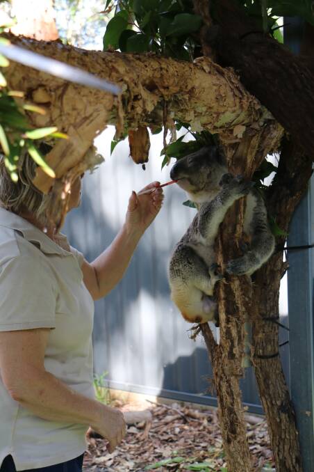 Volunteer Marion Land with Tolley, one of seven koalas currently in care at the Port Stephens Koalas sanctuary at Treescape Anna Bay.