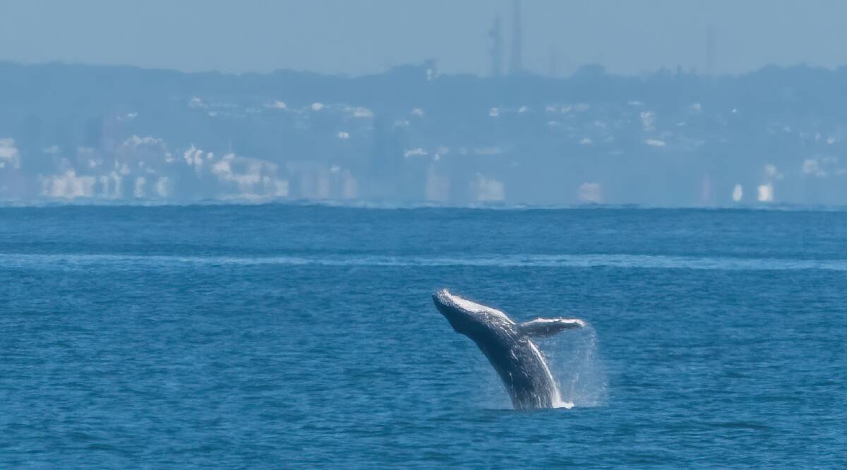 THEY'RE HERE: A humpback whale spotted breaching off the Boat Harbour coastline on Wednesday, May 4. "For a lot of people this is the highlight of the year. It doesn't matter what age you are, it's guaranteed to bring a smile to you face," Mr Spillard said. Picture: Mat Spillard