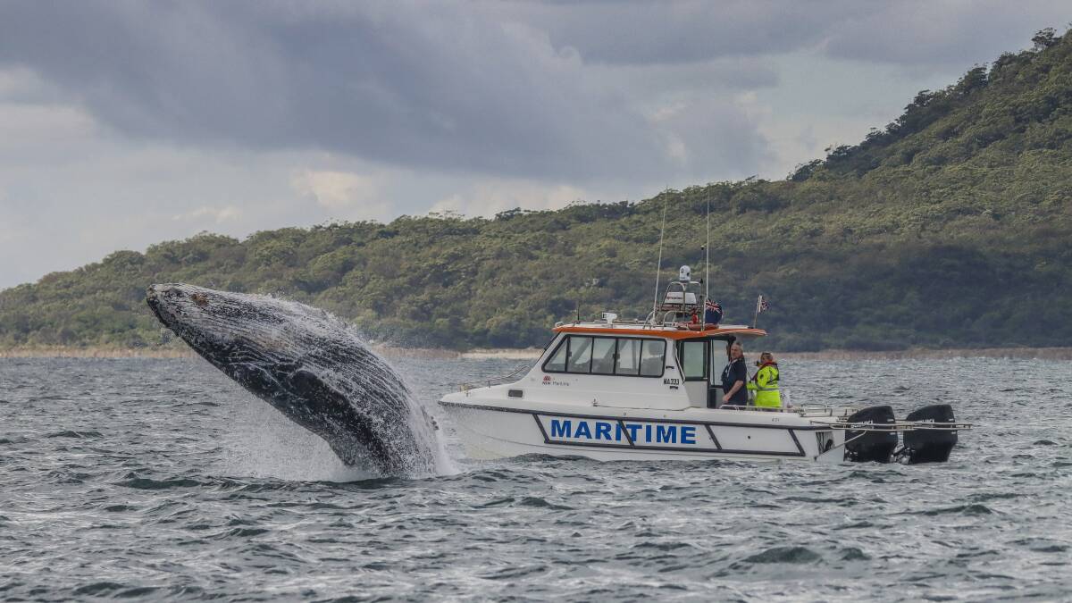The humpbacks were not camera shy in the opening week of the 2020 Port Stephens whale watching season. Picture: Lisa Skelton/AquaMarine Adventures