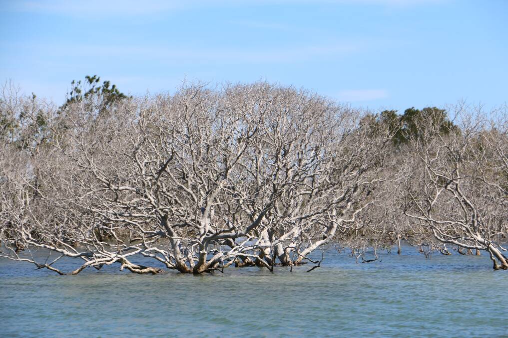 DPI say the most likely cause of the gradual dying of a huge swathe of mangroves inside the Port estuary is hail damage. Picture: Charlie Elias