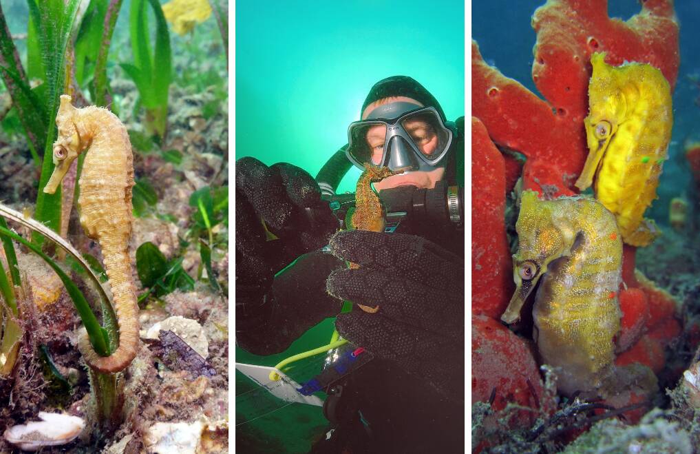 ENDANGERED: The White's Seahorse (Hippocampus whitei) is under threat due to habitat loss. Pictured centre is marine scientist David Harasti who has dedicated the past two decades to studying the seahorse species.