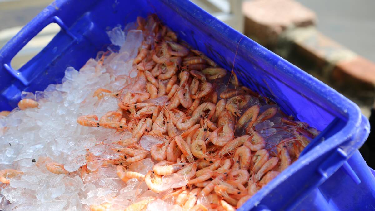 Fresh Hunter River school prawns are now available to buy. They are going for between $20 and $22 per kilogram at the fisherman's co-op. Picture: Ellie-Marie Watts