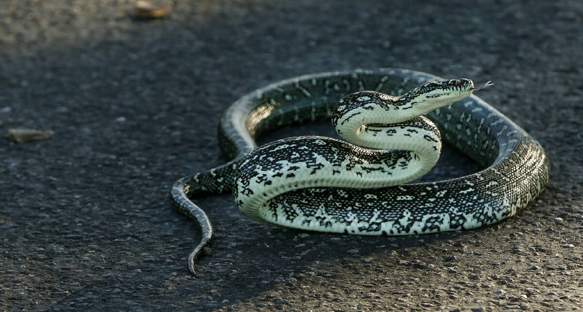 File photo of a diamond python. Picture: Marina Neil