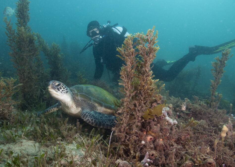 EXPLORE: A diver with green turtle at Fly Point, one of the most common species of turtle regularly encountered in the Port Stephens-Great Lakes Marine Park. Picture: Dr David Harasti