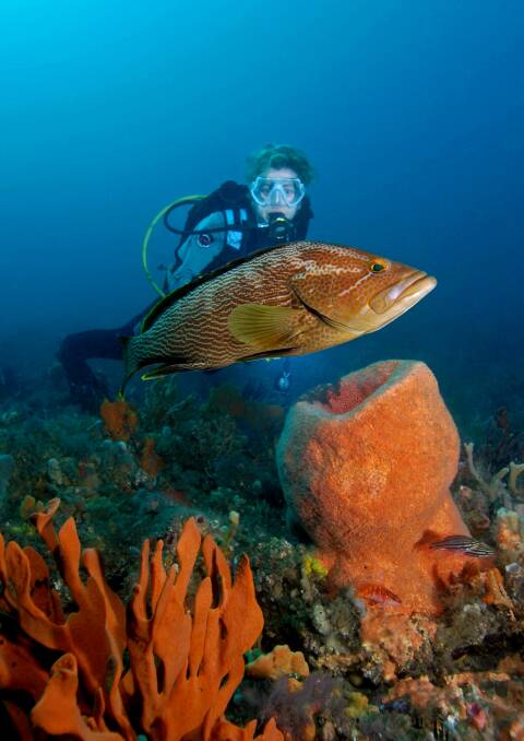 A Scuba diver with a Maori Cod at Fly Point, Nelson Bay. Picture: Dr David Harasti