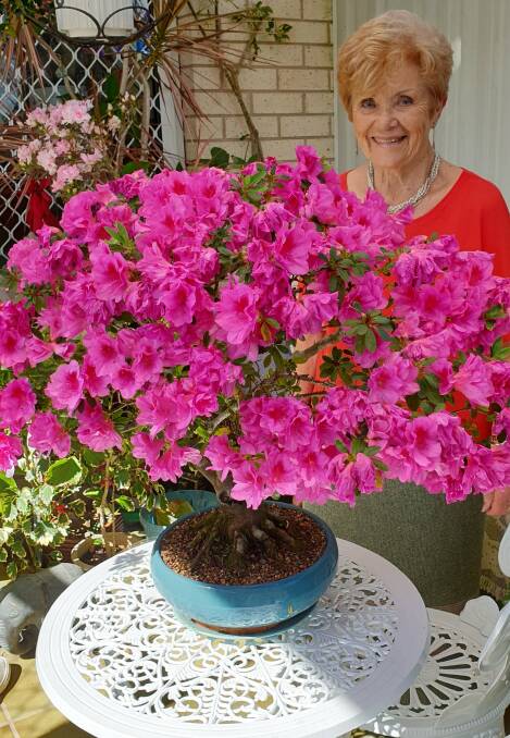 COLOURFUL SHOW: Port Stephens Community Arts Centre member Liz Weiss and her azalea bonsai in bloom. The centre's bonsai group will hold its annual show across the long weekend.