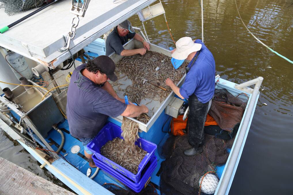Hunter River prawners haul in their first catch of the 2018-2019 season at Hexham on November 1. Pictures: Ellie-Marie Watts
