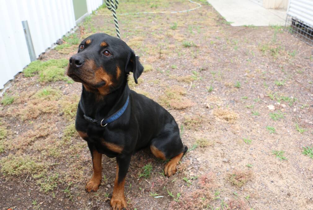 GOOD DOG: Bella an 18-month-old female rottweiler is available to adopt from Port Stephens Animal Refuge. Picture: Ellie-Marie Watts
