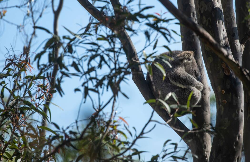 A koala spotted sleeping in a tree at Brandy Hill in June. Picture: Marina Neil