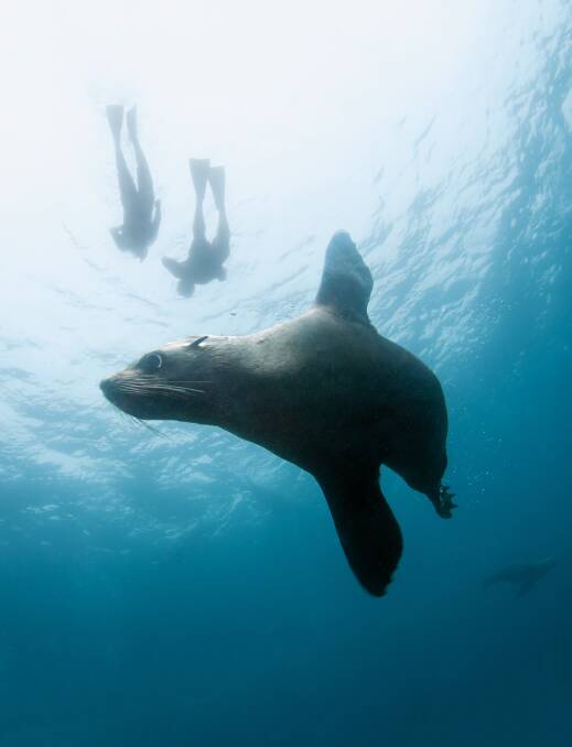 One of Cabbage Tree Island's fur seals snapped swimming under divers. Picture: Malcolm Nobbs
