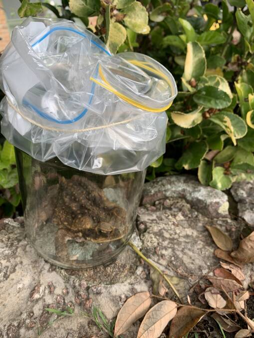 Hunter Local Land Services confirmed that a cane toad was found in Salamander Bay on the weekend of January 18-19. 