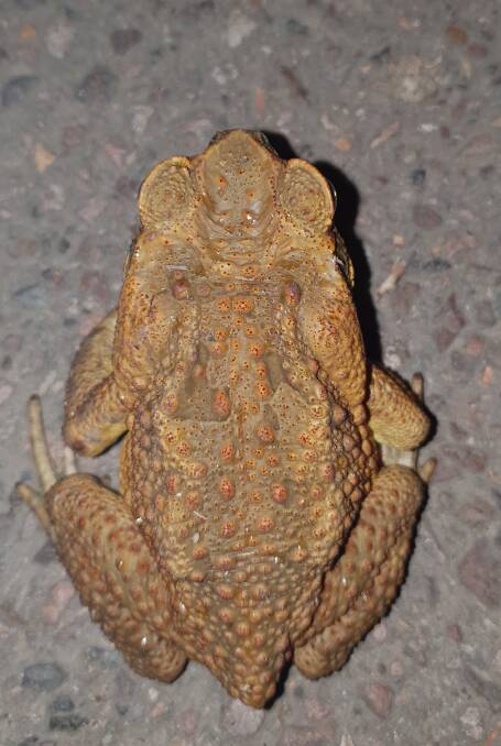 The back of the cane toad found in Medowie. Picture: Nerrida Bednar 