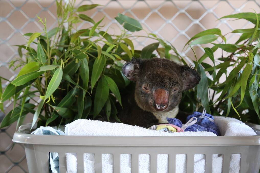 INJURED: Sooty, a 4 or 5 year old male koala, was burned in the Hillville fire near Taree. He is now in the care of Port Stephens Koalas. Picture: Ellie-Marie Watts