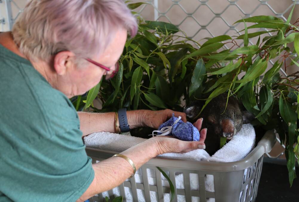 HURT: Port Stephens Koalas carer Sue Swain tending to Sooty's burned paws. Sootie was rescued from the Hillville area, which was affected by fire. He was one of three koalas affected by the Taree fires to come into the care of PSK last week. Picture: Ellie-Marie Watts