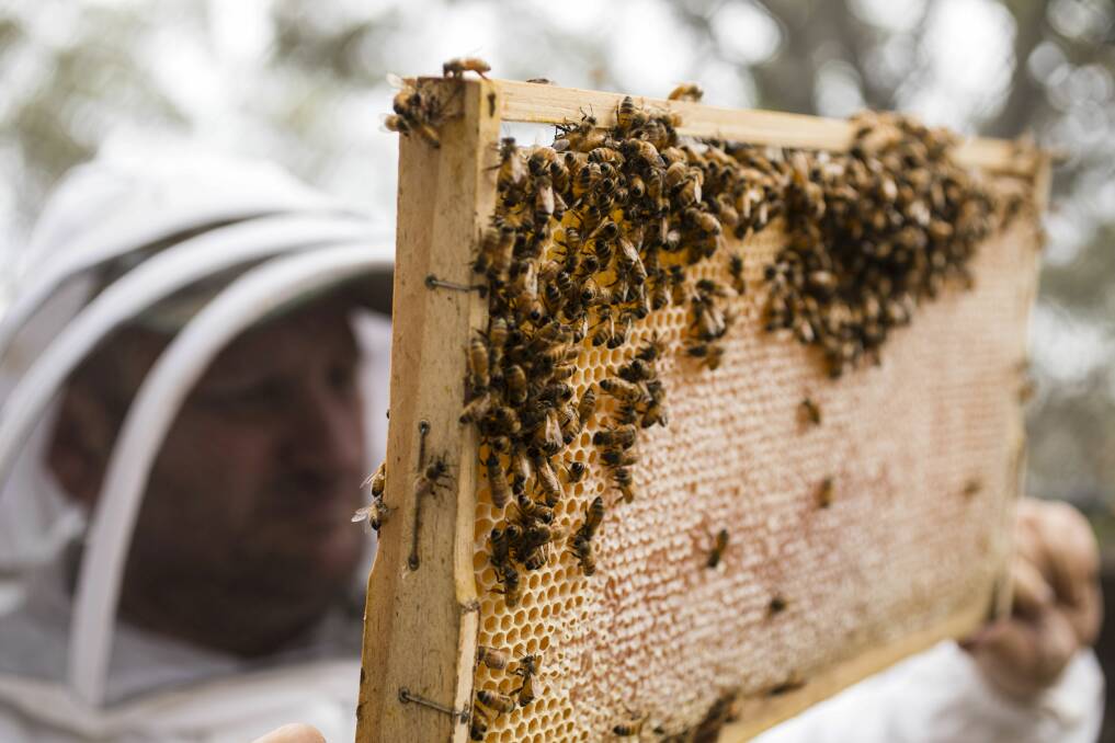 CASH BACK: Recreational beekeepers in eradication zones will be given three options for reimbursement.