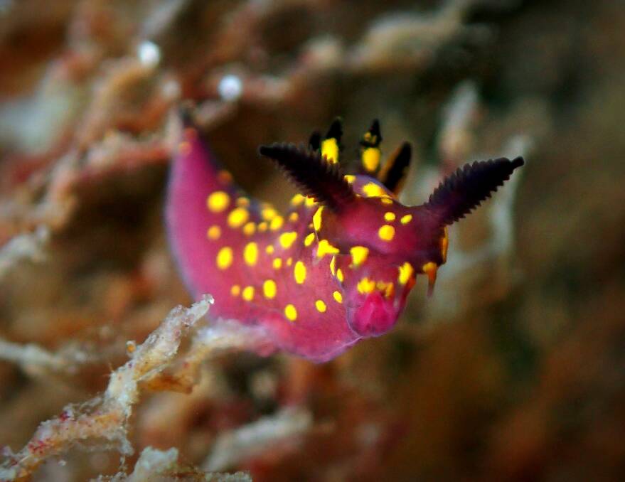 The September 2021 Sea Slug Census was cancelled due to the COVID-19 lockdown. However, seven local divers still took to the water on September 11-12 and observed 72 sea slugs. Pictures: Supplied