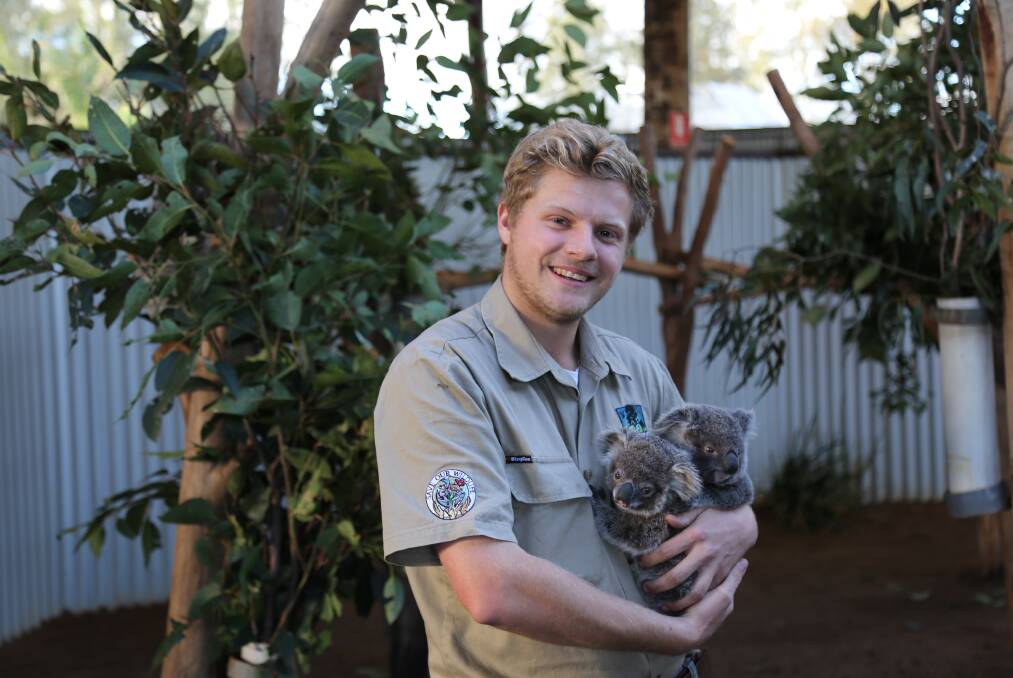 CARING: Oakvale Wildlife Park keeper Angus Hobbs-Haigh with Yilli and Paluk, two of the Salt Ash park's four joeys. Koalas will be a topic of talks during the park's Threatened Species Weekend. Picture: Ellie-Marie Watts