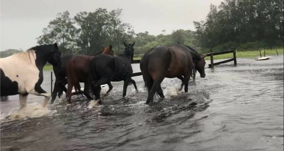 Hunter Horse Haven has issued a plea for donations as its Anna Bay-based sanctuary is inundated with water. Picture: Supplied