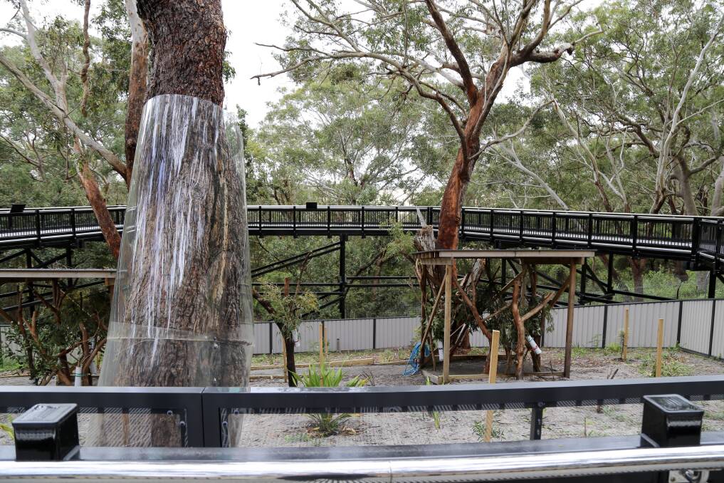 A view of one of the enclosures at the Port Stephens Koala Sanctuary. This enclosure is in the middle of the top viewing platform of the SKYwalk.