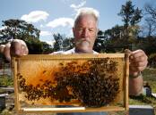 WIPED OUT: David Vial, of Williamtown, checking one of his more than 160 bee hives, which will now be destroyed due to the Varroa mite parasite.