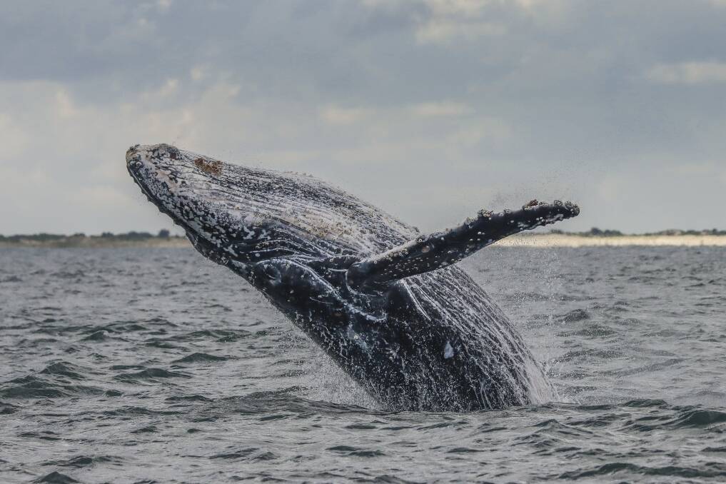 HUMPACK: Moonshadow's popular whale watching cruises will kick off on June 1. Picture: Lisa Skelton 