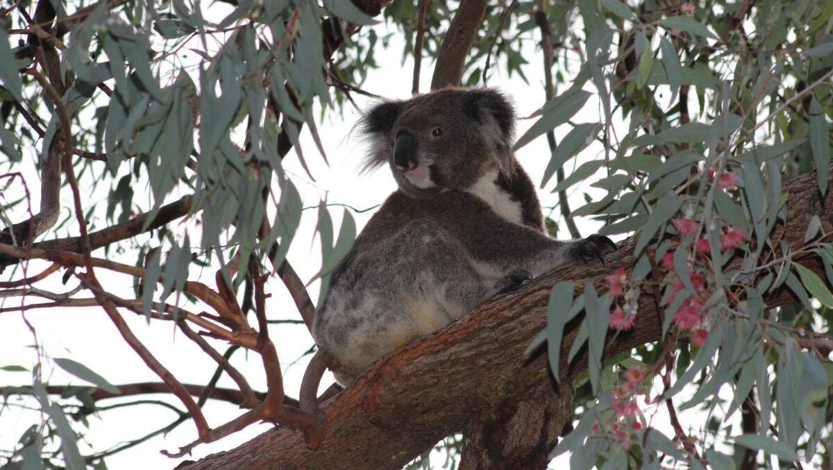 FOOD FOR THOUGHT: Port Stephens Council is calling on the community to take part in their koala habitat tree-planting project in March and April. Picture: Anne Newsome
