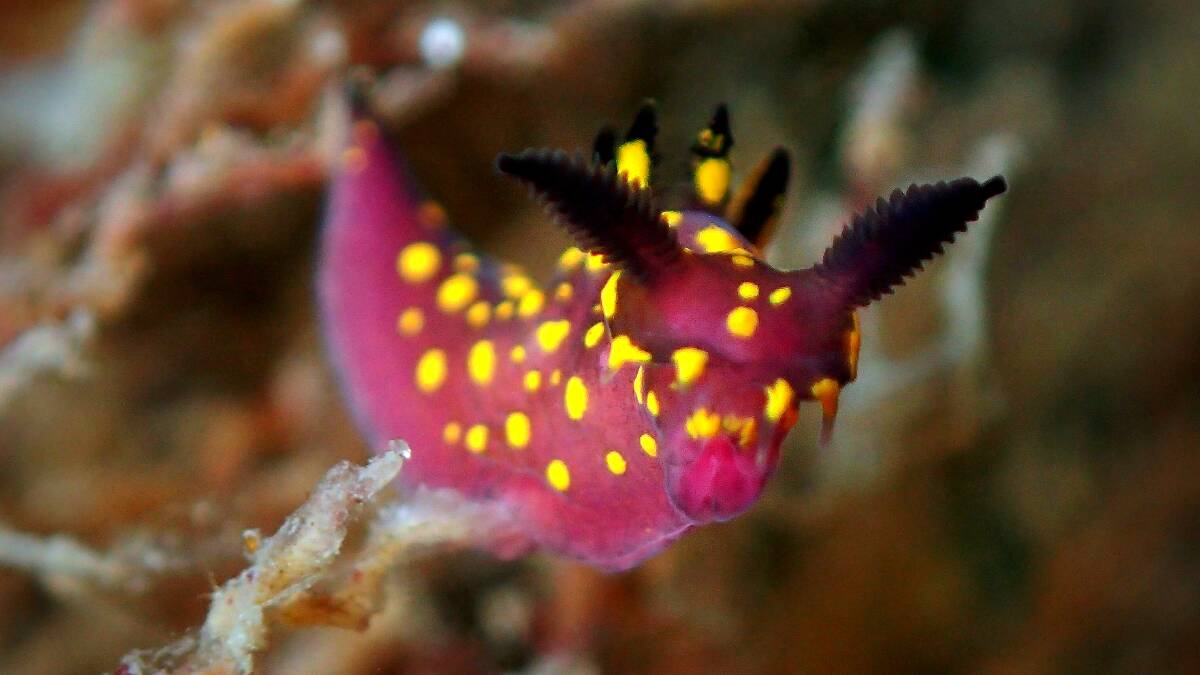 A nudibranch (Polycera janjukia species) snapped during the Nelson Bay sea slug census in September 2021. Picture by Meryl Larkin.