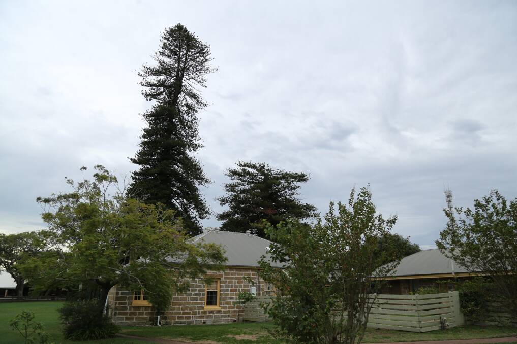 GONE: Half of the second Norfolk Island Pine tree on the grounds of the old Rectory had to be removed after a disease set in, causing it to begin dying from the top down. Picture: Ellie-Marie Watts