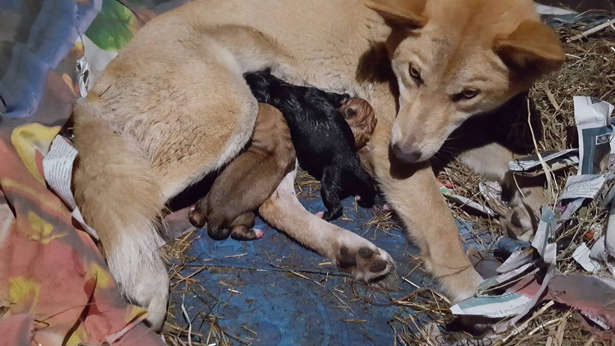 Gili and her five pups after they were born at Oakvale Wildlife Park on Friday, July 6. Picture: Oakvale Wildlife Park