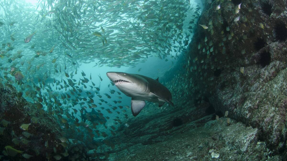 THREATENED: A Grey Nurse shark at North Rock, off Port Stephens. Picture: Malcolm Nobbs