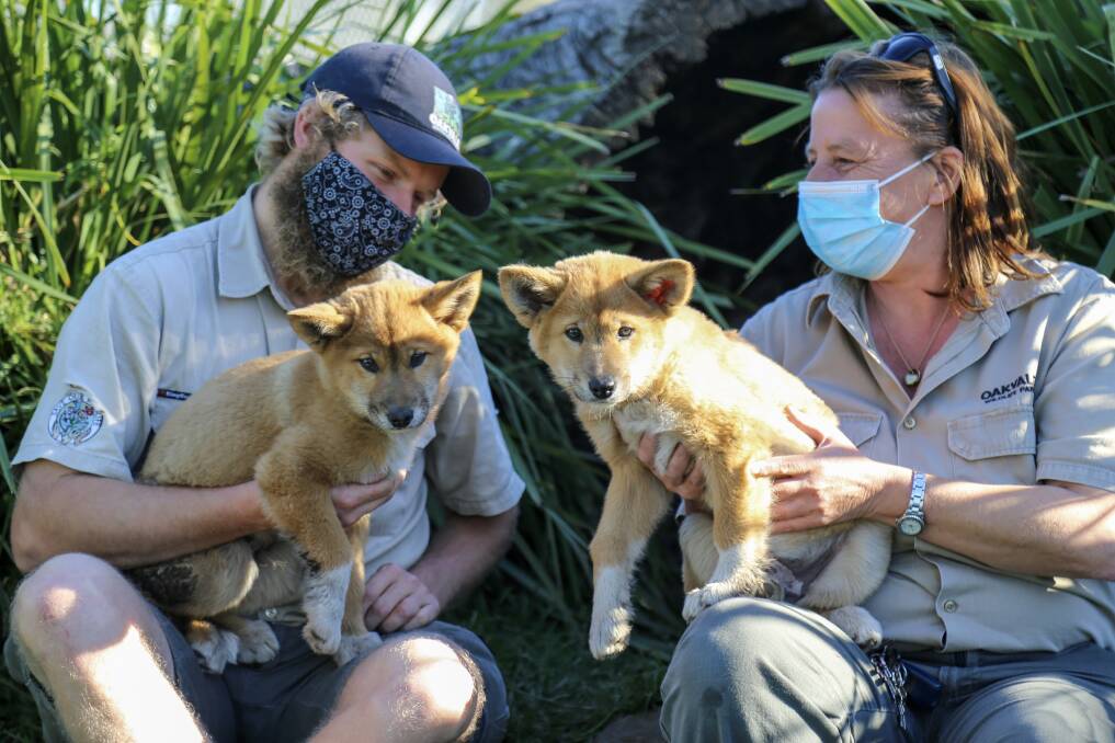 ADORABLE: Oakvale Wildlife Park keeper Angus Hobbs-Haigh and curator Angela Lambert with eight week old dingo pups Al and Ed. The pups will head to a new home in Victoria on August 23. 
