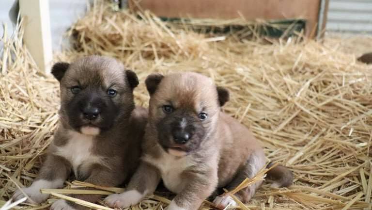 Two new dingo pups have been born at Oakvale Wildlife Park in Salt Ash. pictures: Supplied 