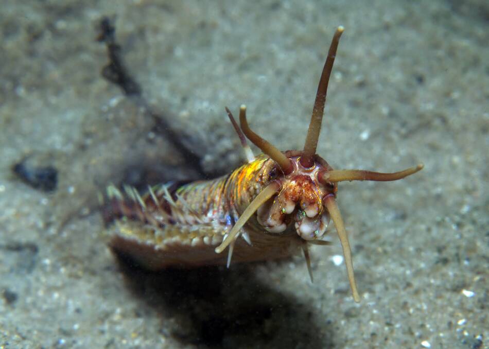 A new species of Bobbit worm (Eunice dharastii) was discovered in Nelson Bay by Dr David Harasti. 