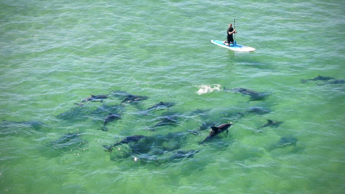 INCREDIBLE: Dale Bragg snapped a photo of a paddler, whom he later met and learned his name, Neil, being passed by a pod of dolphins at Birubi Beach on April 15. Picture: Dale Bragg/GeoAir Australia