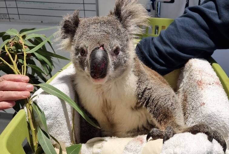 INJURED: Jacko has been hit twice by cars on Port Stephens Drive. He is currently in the care of Port Stephens Koala Hospital. Picture: Facebook/Port Stephens Koala Hospital