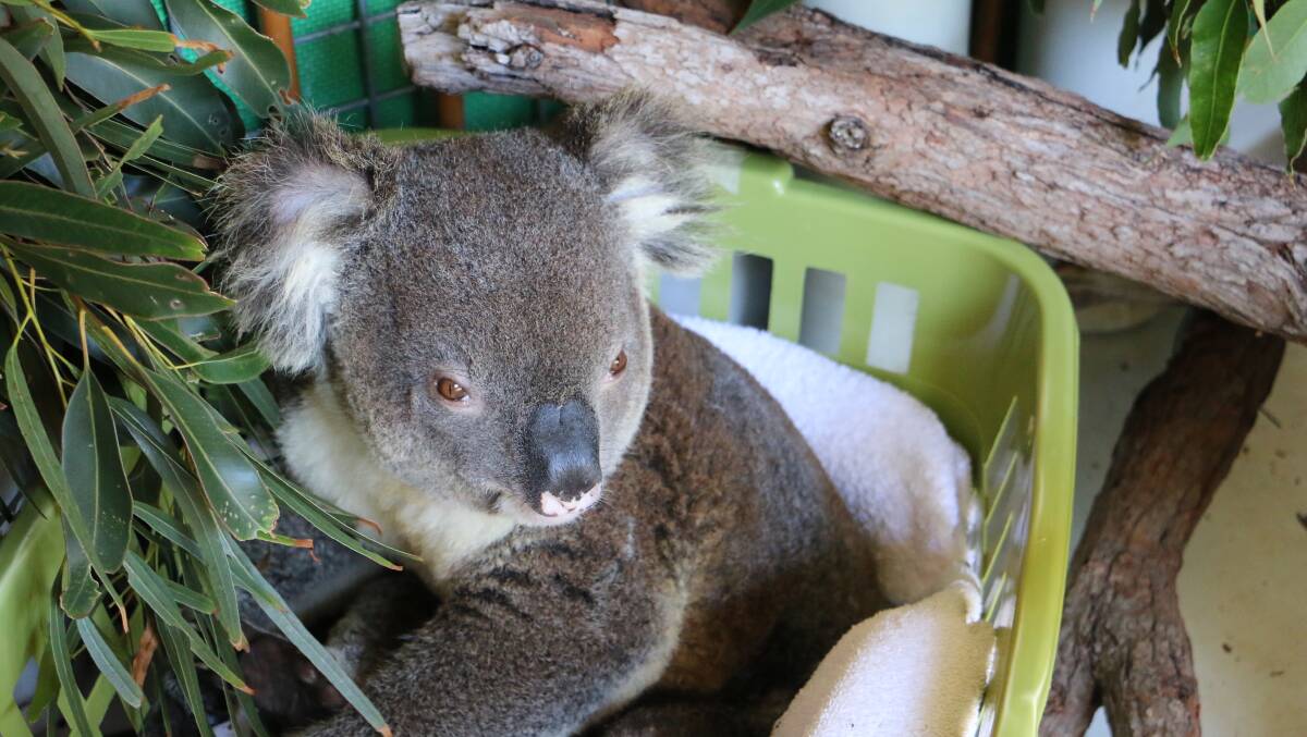 NOT HAPPY: Gavin, a four-year-old male koala, had his leg broken when he was hit by a car in Glen Oak. He is n "extremely wild" koala, and does not like people. Picture: Ellie-Marie Watts 