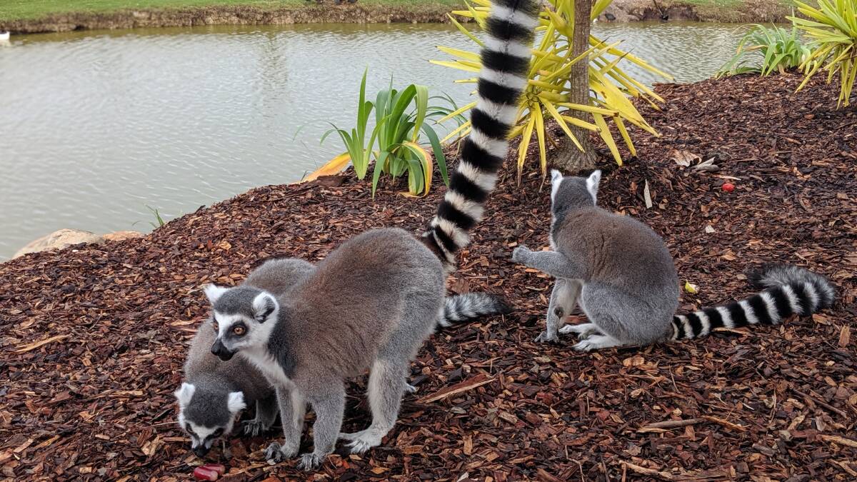 Oakvale Wildlife Park has welcomed five new lemurs, taking its total to seven. The mammals are now settled into the newly refurbished Lemur Island.