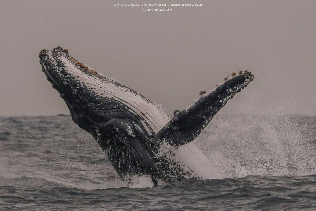 Add your 2019 whale watching photos to this gallery! Send them to portstephens@fairfaxmedia.com.au.