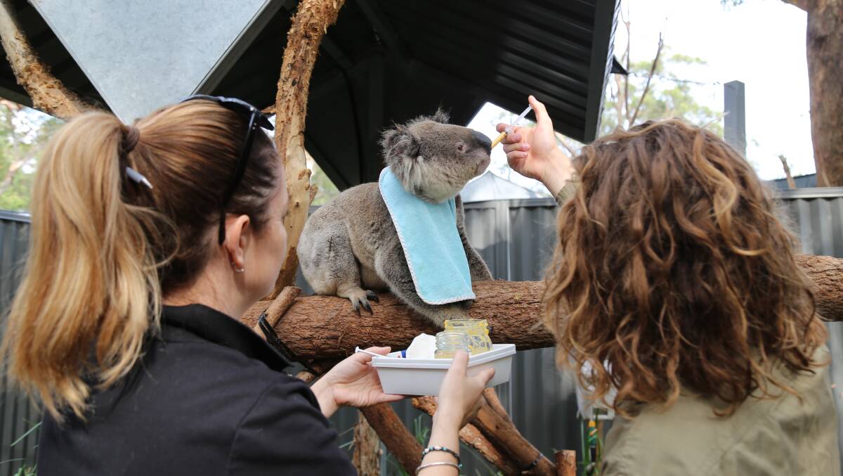 EDUCATIONAL: Amber Lilly from Port Stephens Koalas showing Tomaree High School student Carter Mullins, 16, how to feed the aged Tolley. The 9 or 10 year old male koala from the Mambo Wetlands has been in and out of care with Port Stephens Koalas since 2011 but has been a permanent resident since 2017. Picture: Ellie-Marie Watts