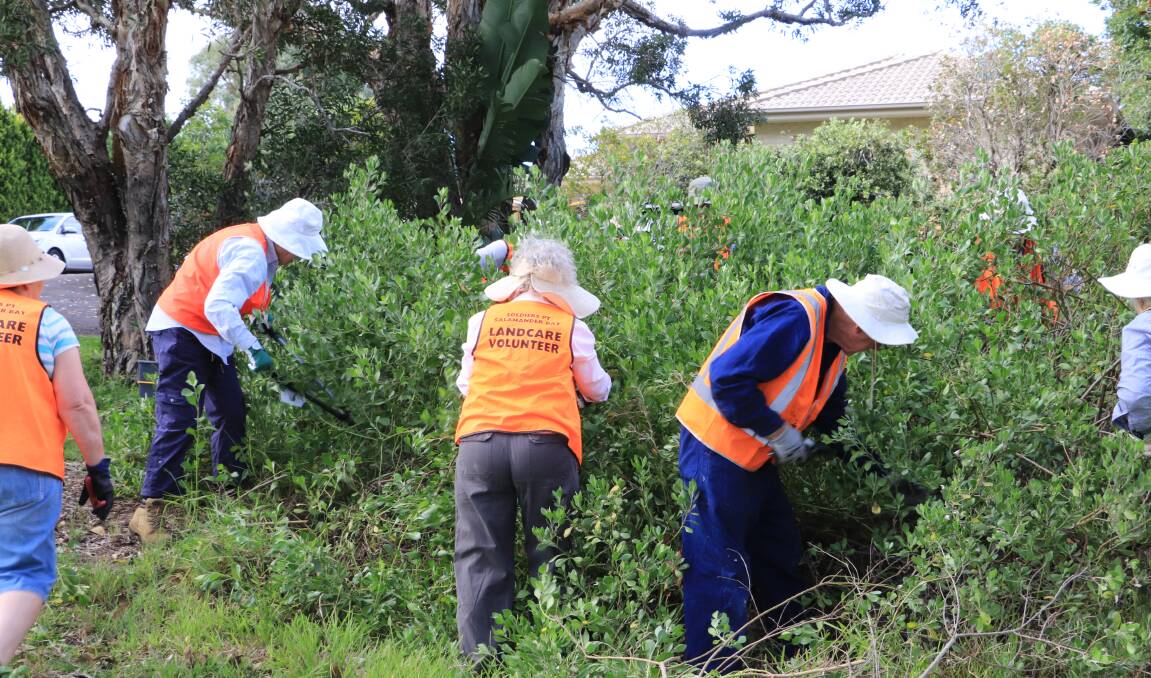 WORKING BEE: Port Stephens Council is calling on volunteers to help with restoration works in the Mambo Wetlands.
